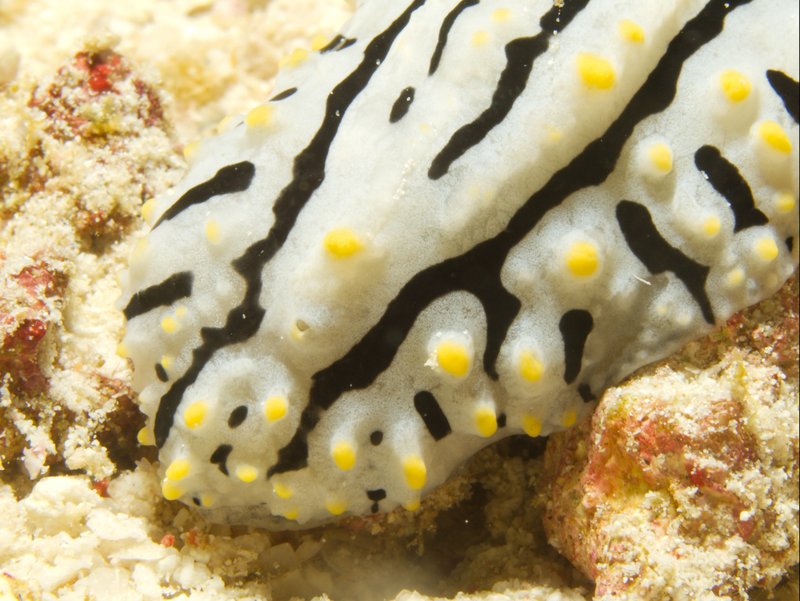 Wart slug